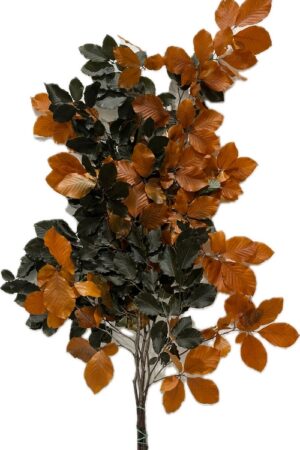 BEECH STABILIZED HALLOWEEN