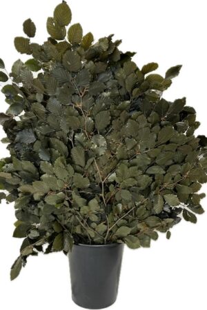 BLACK STABILIZED BEECH