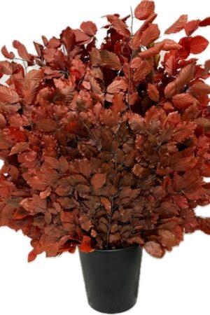 BEECH STABILIZED RED