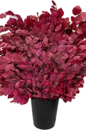 BEECH STABILIZED PURPLE