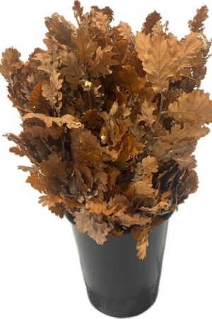 OAK STABILIZED ORANGE