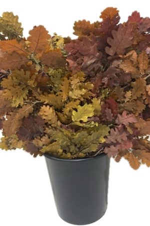 OAK STABILIZED AUTUMN