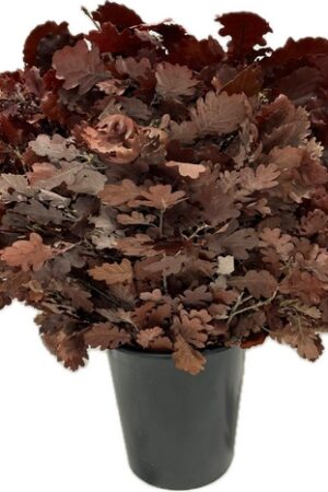 OAK STABILIZED BURGUNDY