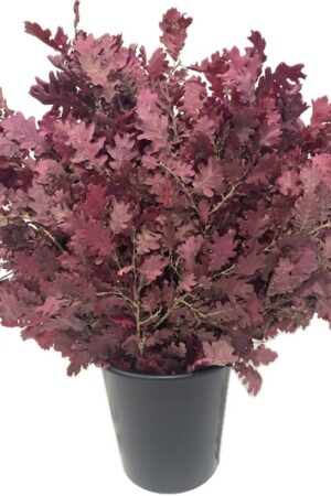 OAK STABILIZED PURPLE