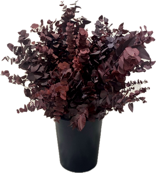 STUARTIANA STABILIZZATA BURGUNDY