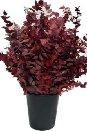 STUARTIANA STABILIZED RED