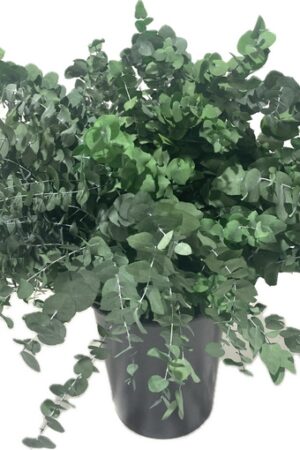 STUARTIANA STABILIZED GREEN