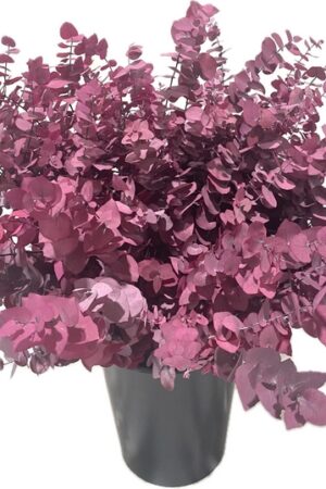 STUARTIANA STABILISIERT PURPLE
